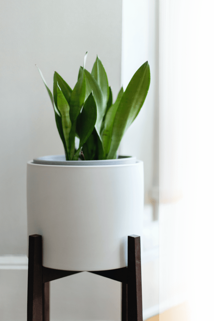 plant plant