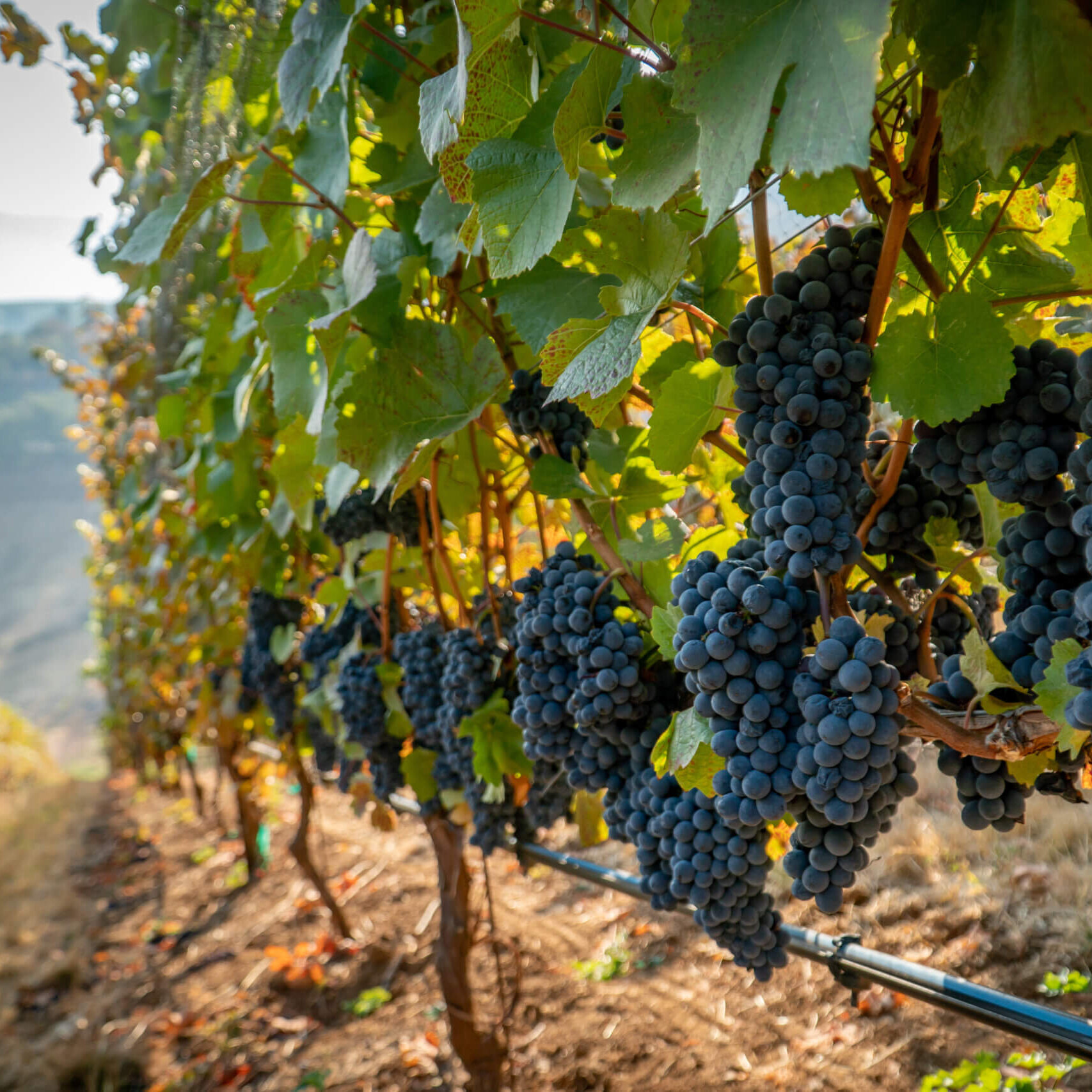 Southern Oregon Vineyard A perfect climate, ideal soil conditions, and sustainability initiatives helps local vineyards thrive.